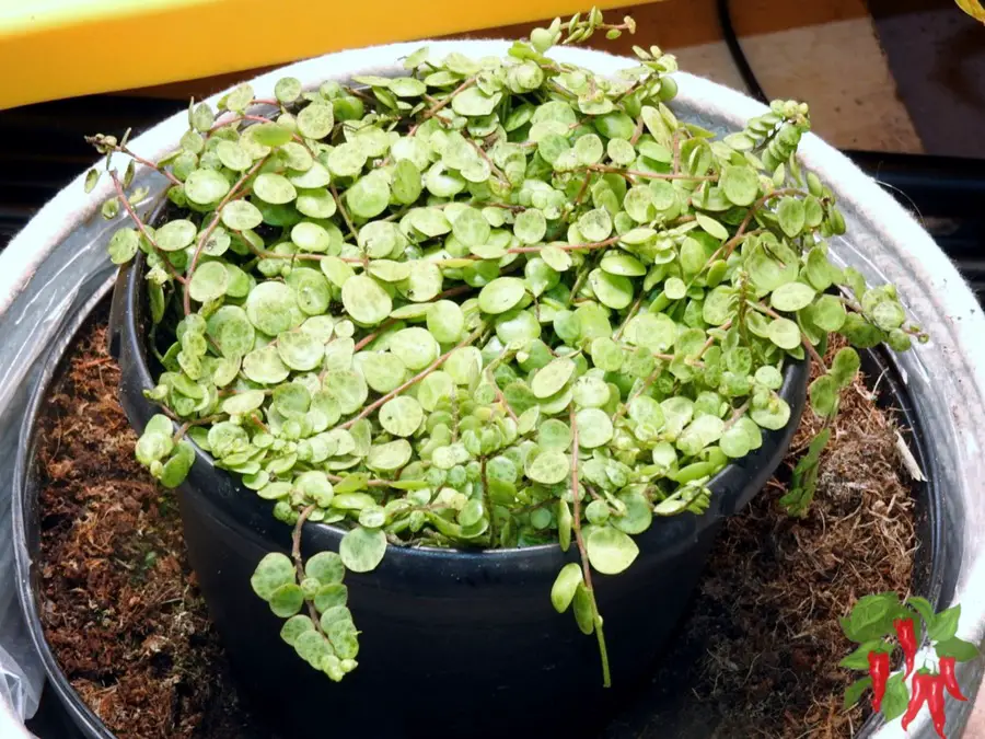 Peperomia prostrata String of Turtles