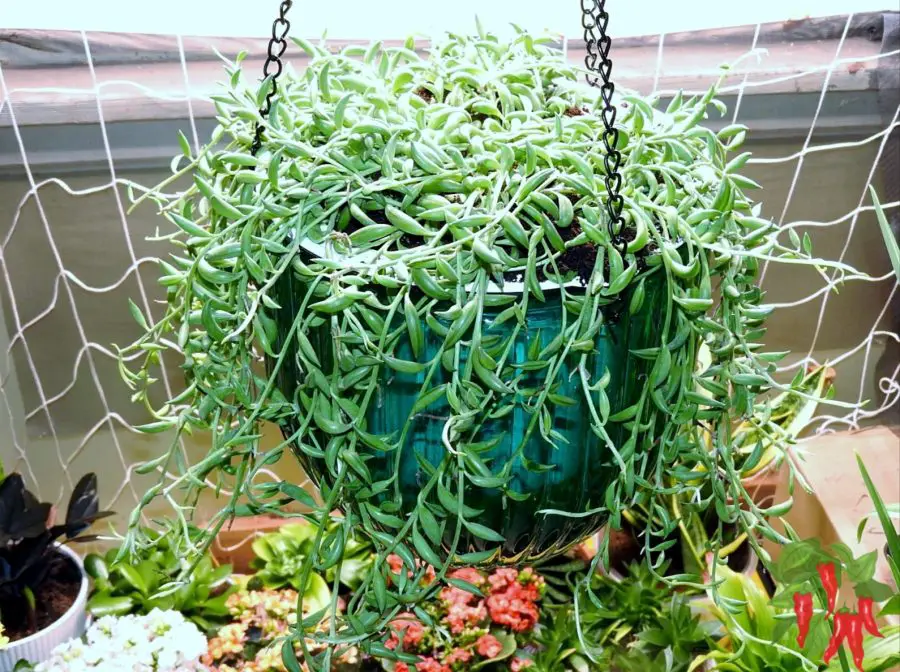 How To Grow String of Bananas an Overview