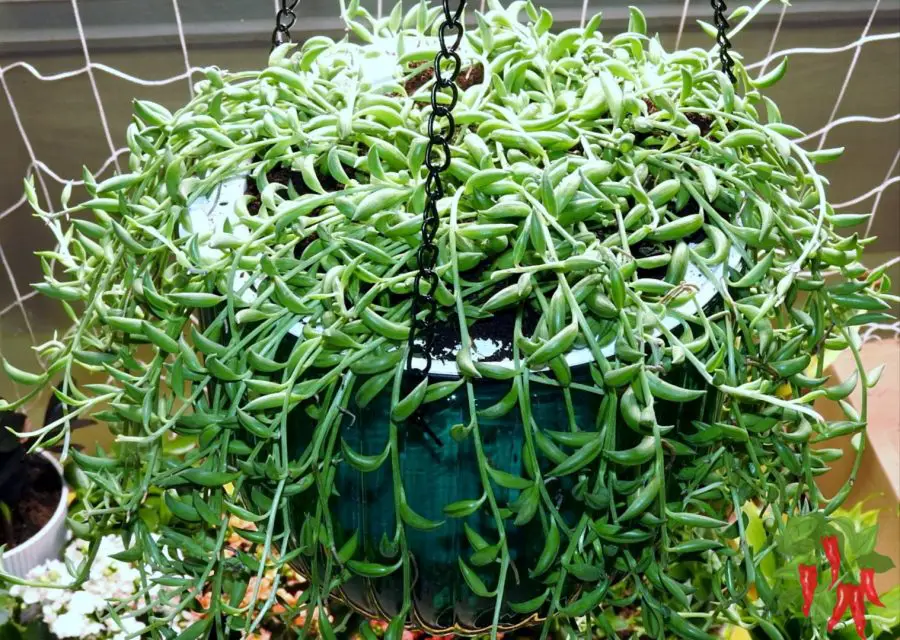 String of Bananas: Easy Care Guide for Beginners