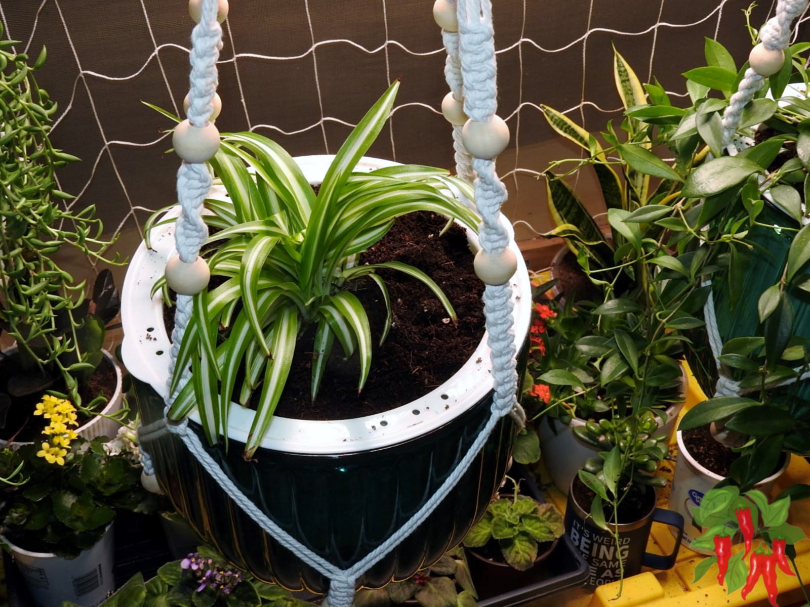 Variegated Spider Plant Care