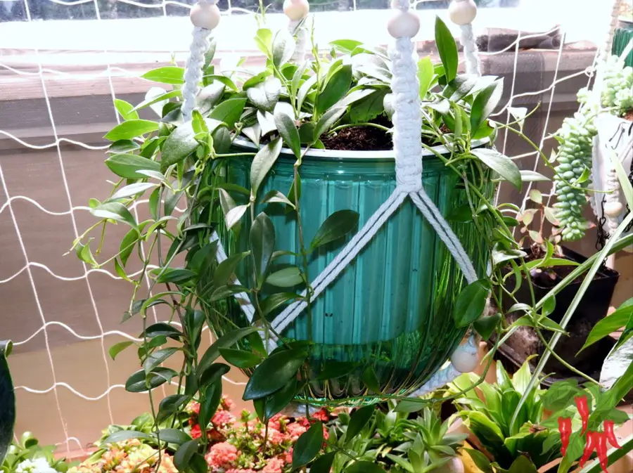 Purple Star Lipstick Plant Care using self watering planter