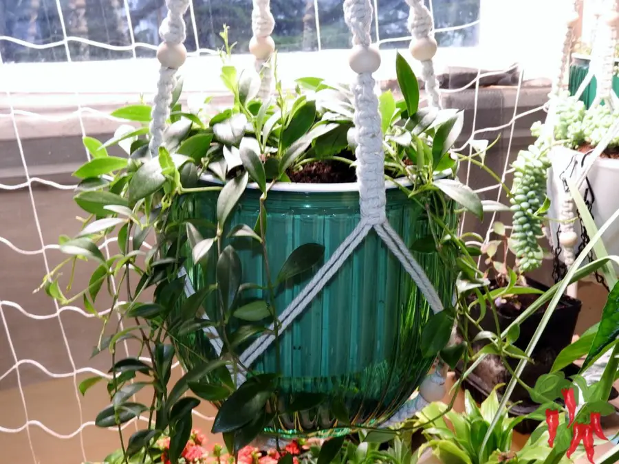 Purple Star Lipstick Plant Ideal Growing Conditions