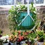 Melphoe Self-Watering Hanging Planters - Purple Star Lipstick Plant