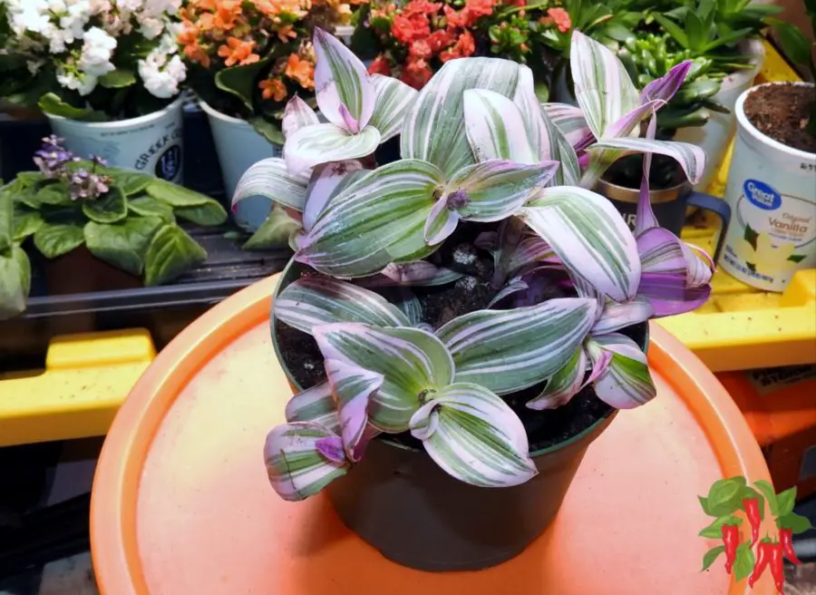 Nanouk Pink Tradescantia 