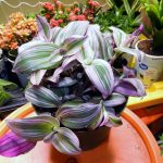 Nanouk Pink Wandering Jew Care
