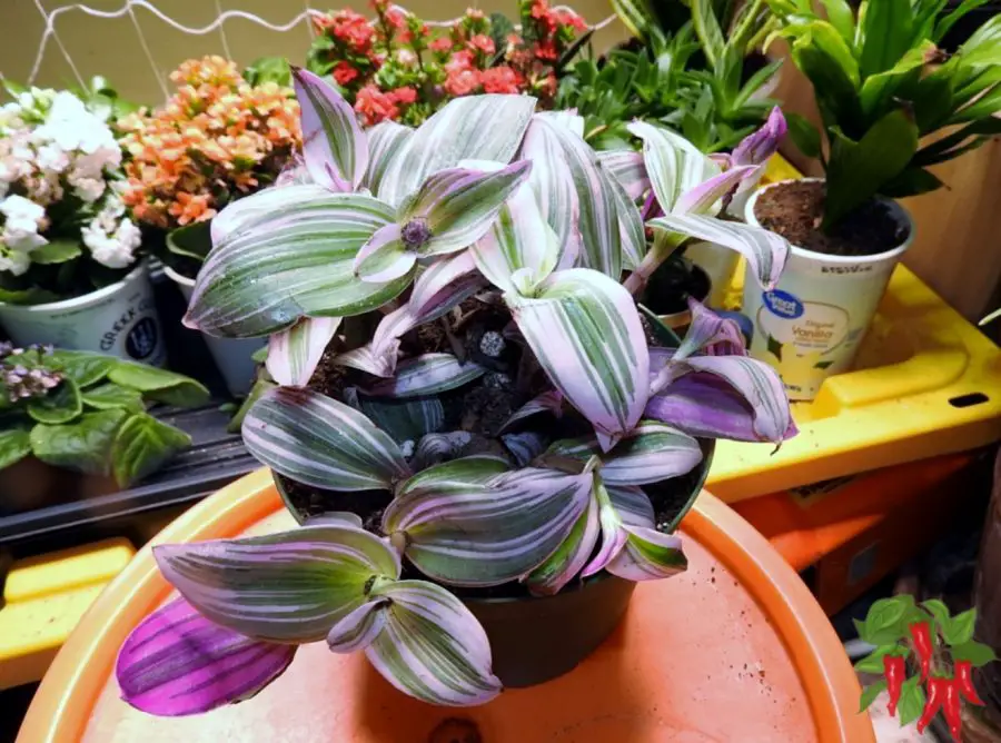 Nanouk Pink Wandering Jew Care