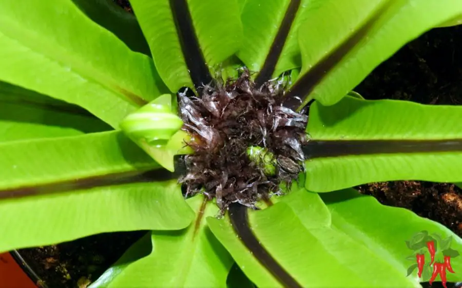 Why It's Called a Bird's Nest Fern