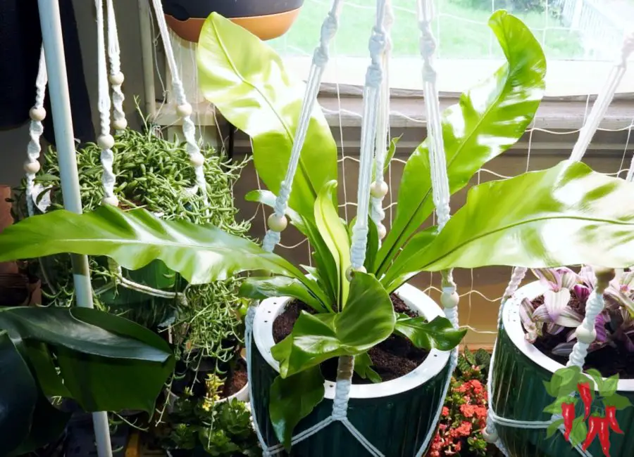 Japanese Bird's Nest Fern: Easy, Beautiful, and Worth Growing