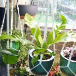 Japanese Bird's Nest Fern Care – Using Self-Watering Planters