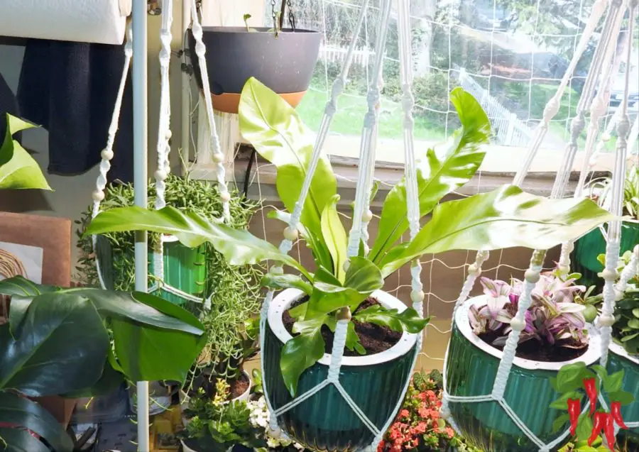Japanese Bird's Nest Fern Care – Using Self-Watering Planters