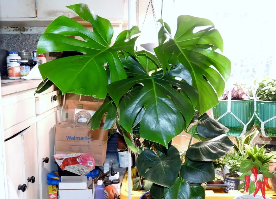Monstera deliciosa Growing Tips