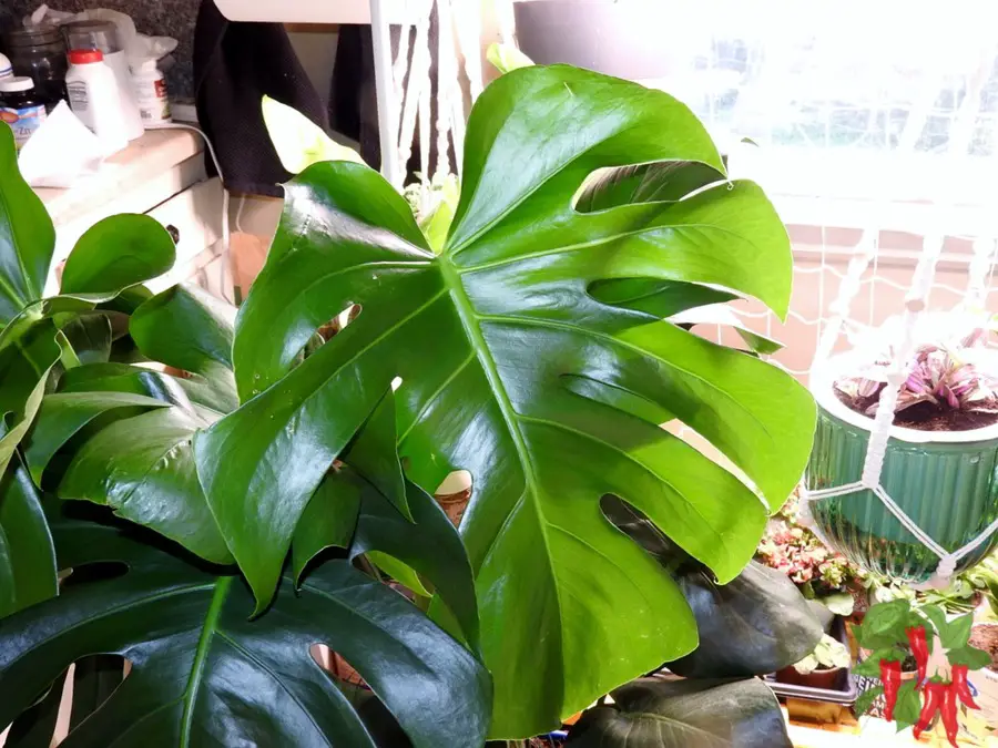 Monstera deliciosa care indoors