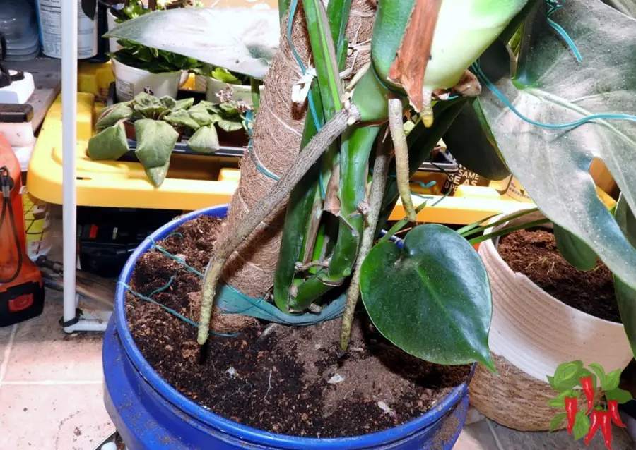 Monstera aerial roots