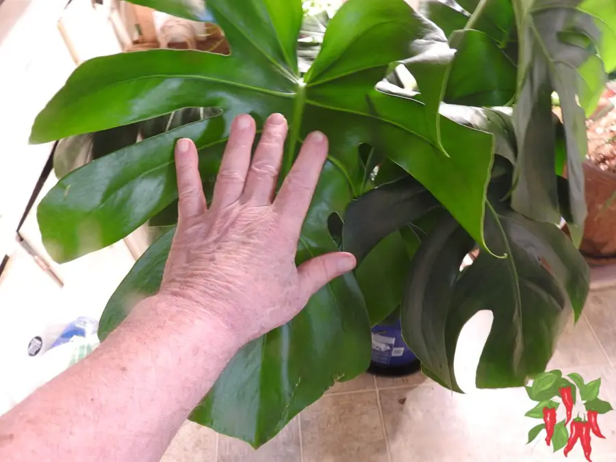 How To Grow Monstera deliciosa Indoors