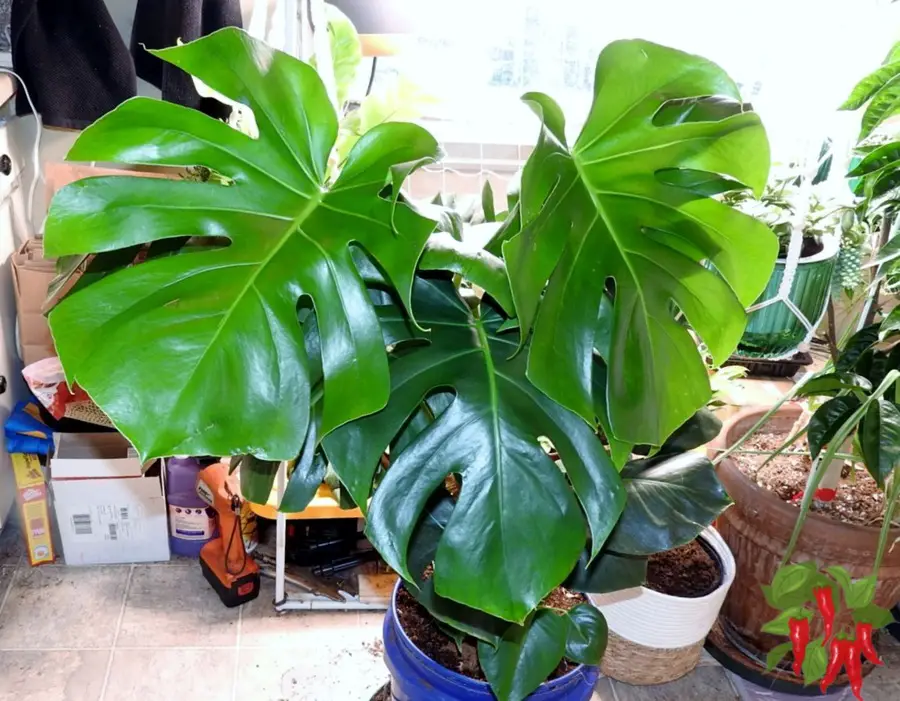 How To Grow Monstera deliciosa