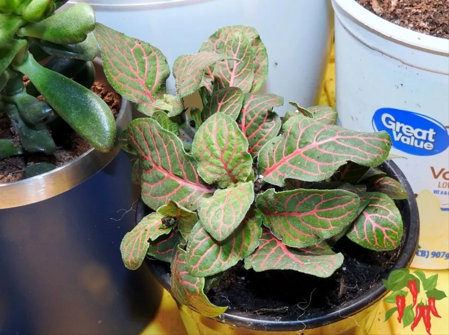 How To Care For Red Fittonia Nerve Plant