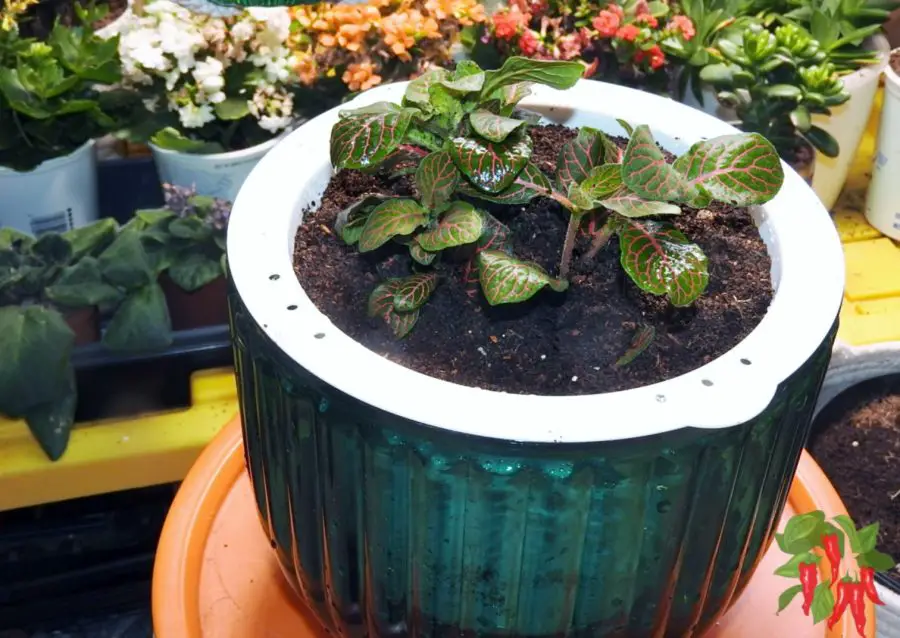 red Fittonia in self watering planter