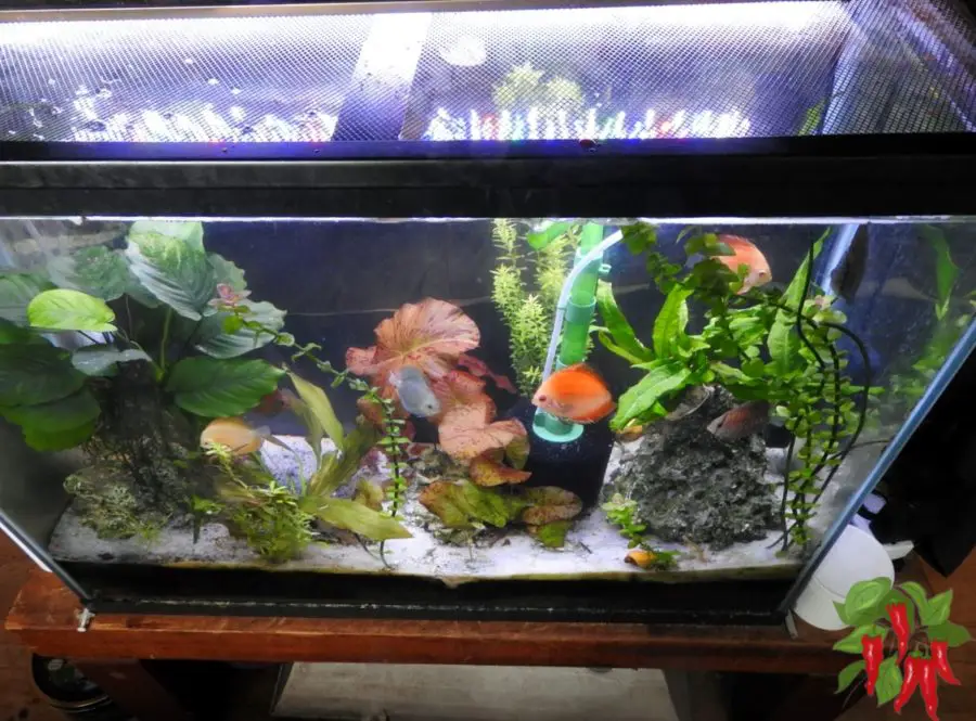 Why I’m Hooked on Planted Discus Tanks