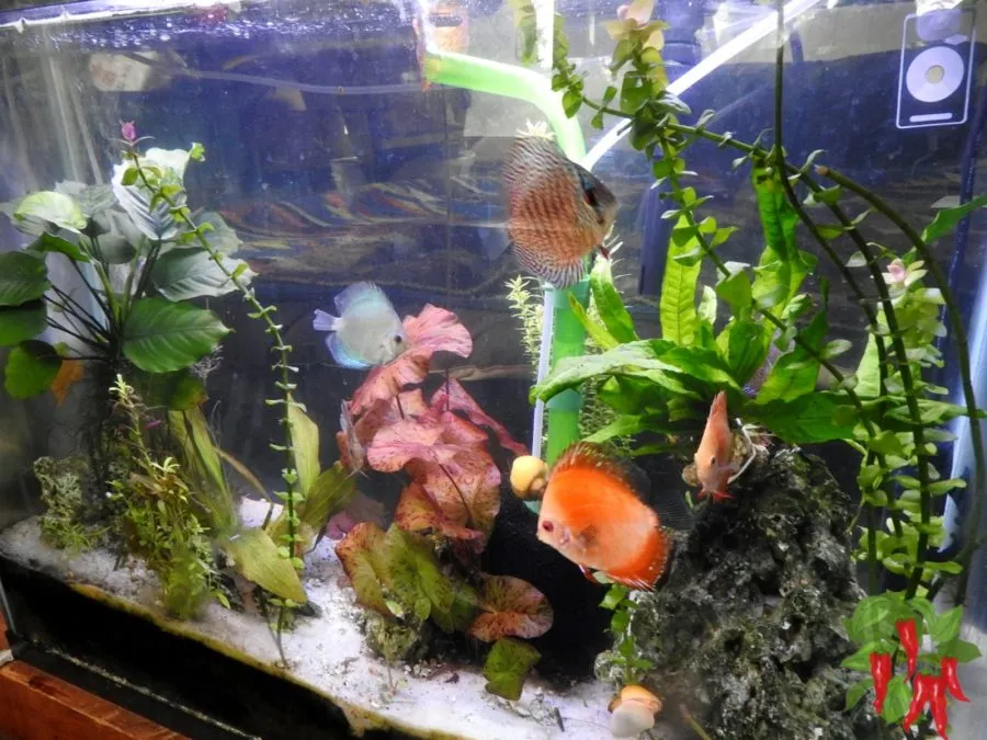 Starting Your Own Planted Discus Tan