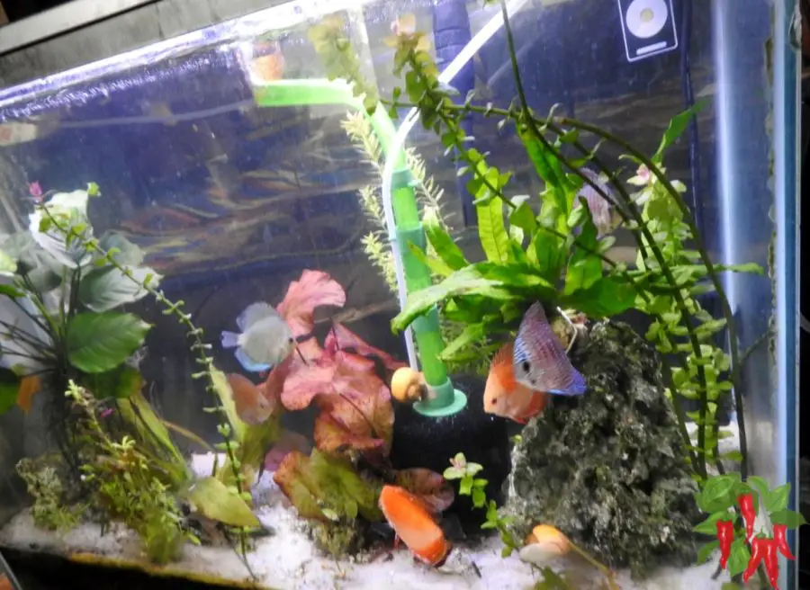 Plants in the Tank: What’s Growing Now