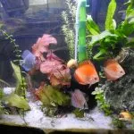 Setting Up a Planted Discus Tank Made Simple