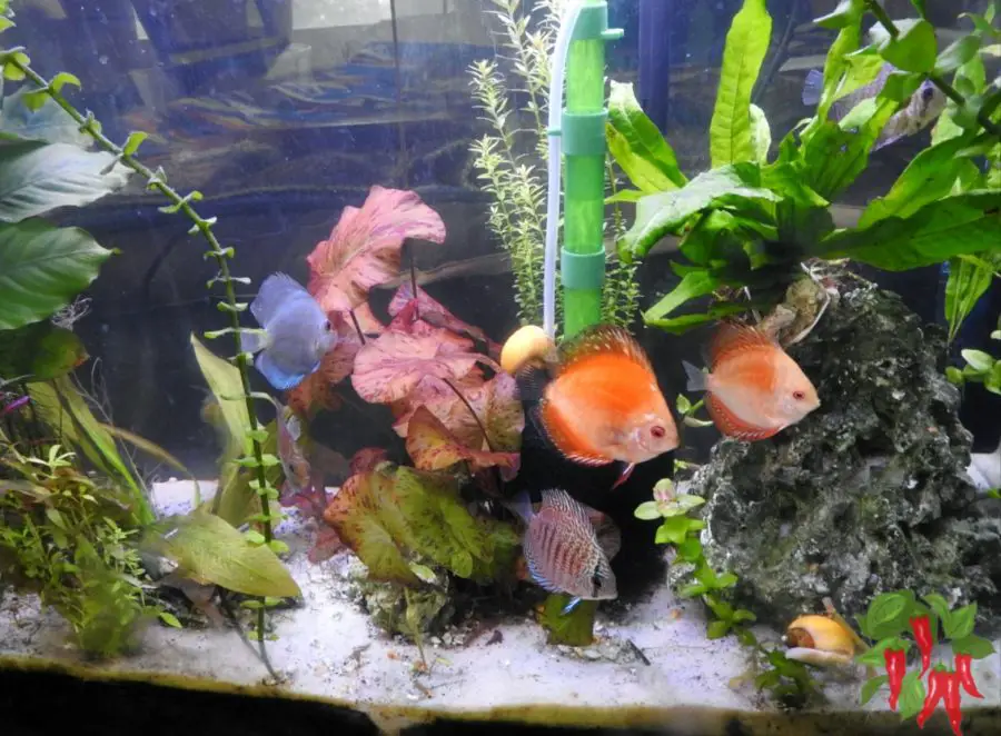 Setting Up a Planted Discus Tank Made Simple
