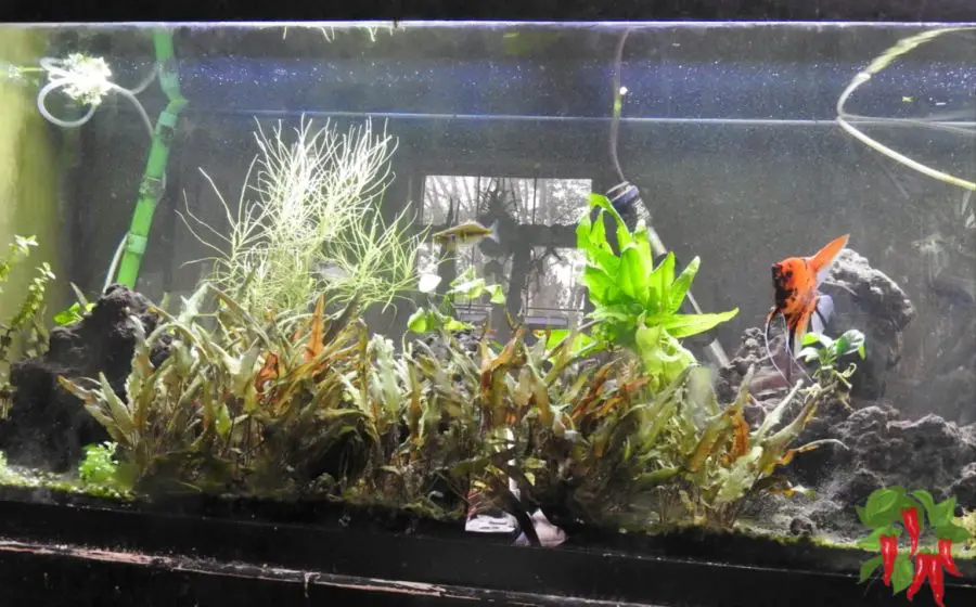 Beginner Advice: How To Start Your Own Planted Tank