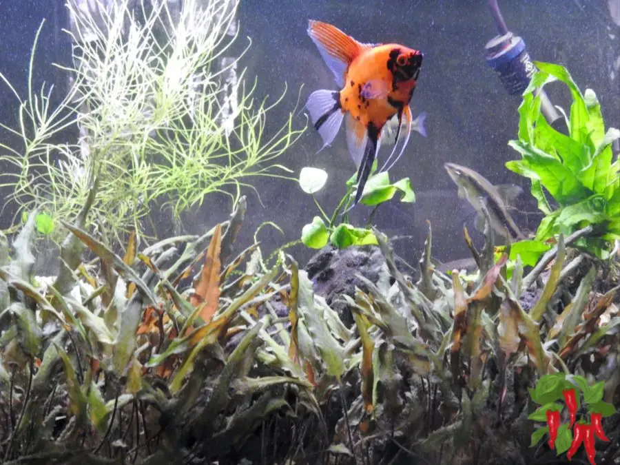 75 Gallon Planted Tank Setup Guide