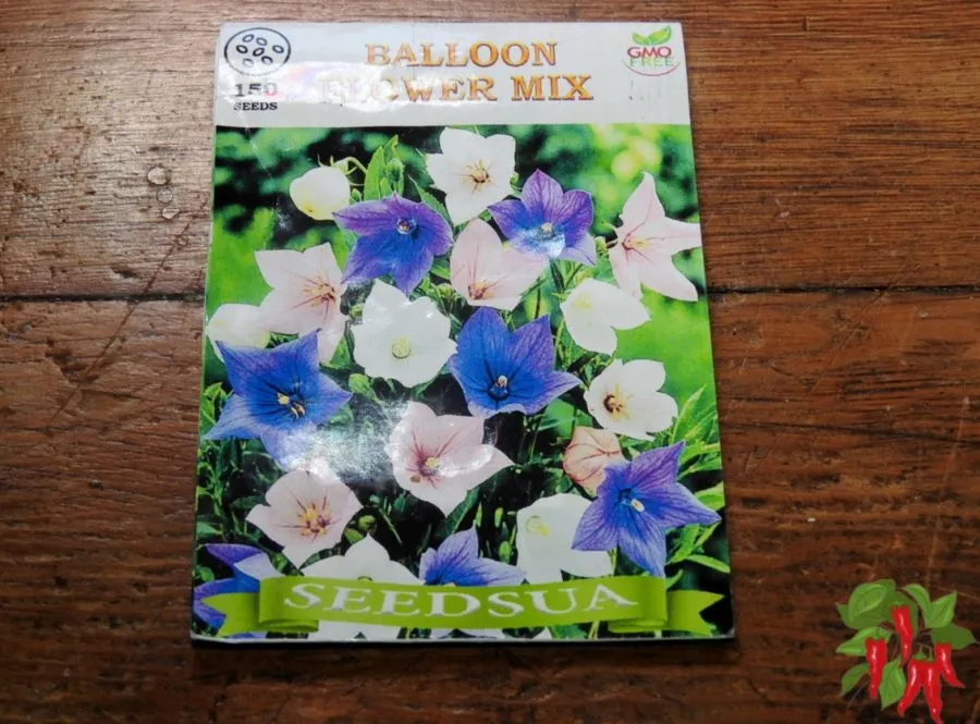 Balloon Flower Seeds – How to Grow and Care for Platycodon