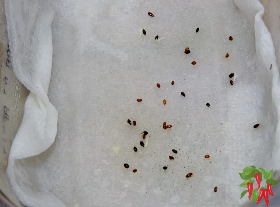 Balloon Flower Seeds Germination
