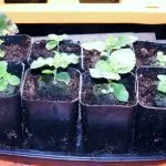Balloon Flower Seeds – How to Grow and Care for Platycodon