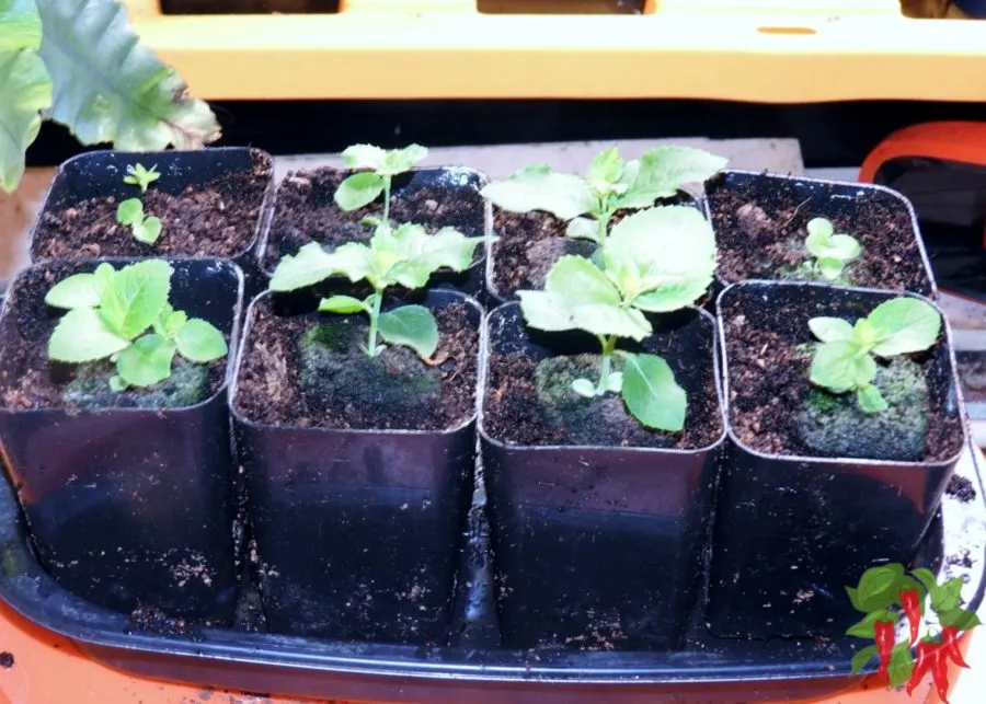 Balloon Flower Seeds – How to Grow and Care for Platycodon
