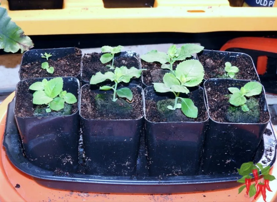 Try Growing Balloon Flower Seeds