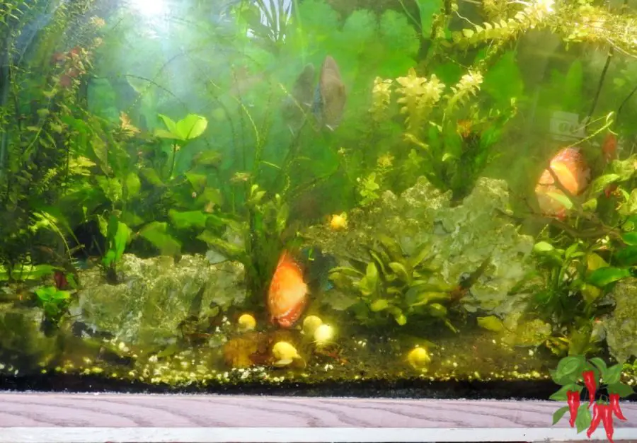 The Risk of Old Aquariums