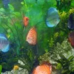 From Discus to Paludarium: Transforming My 90-Gallon Tank