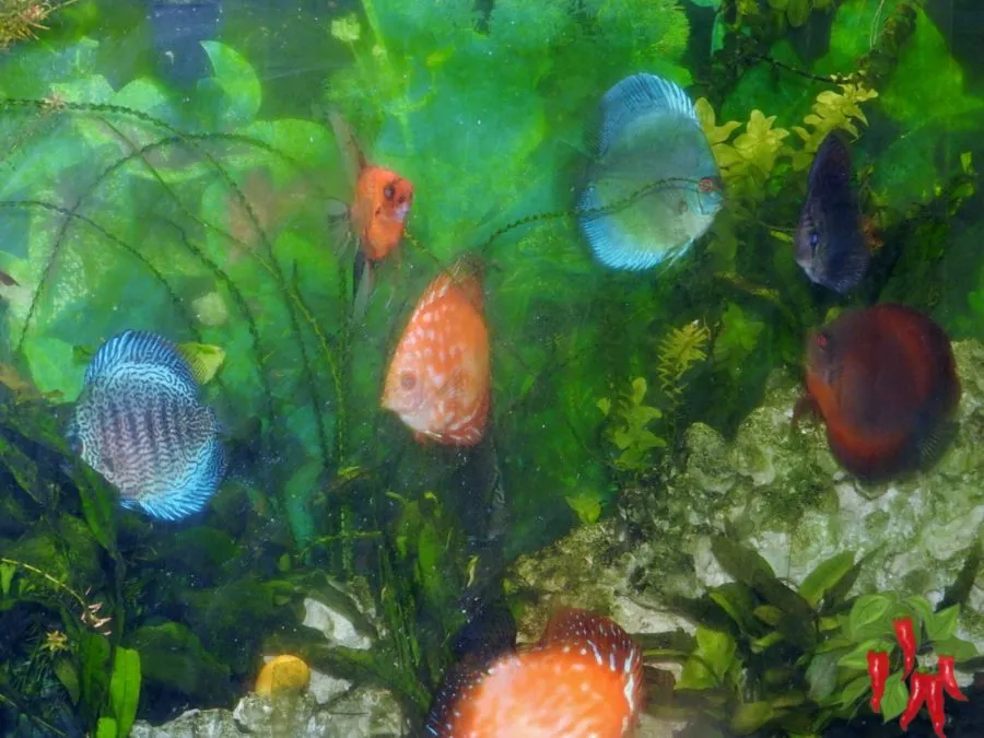 From Discus to Paludarium: Transforming My 90-Gallon Tank