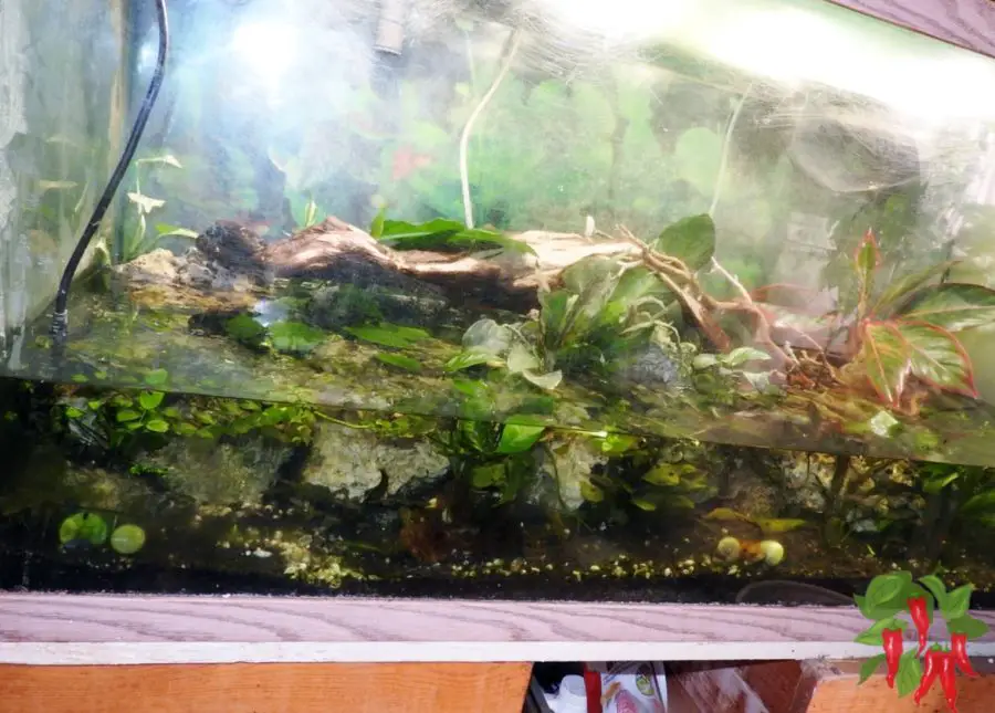 Paludarium
