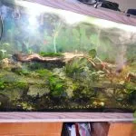 New 90 Gallon Paludarium Startup