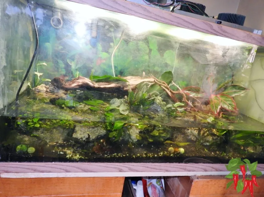 New 90 Gallon Paludarium Startup