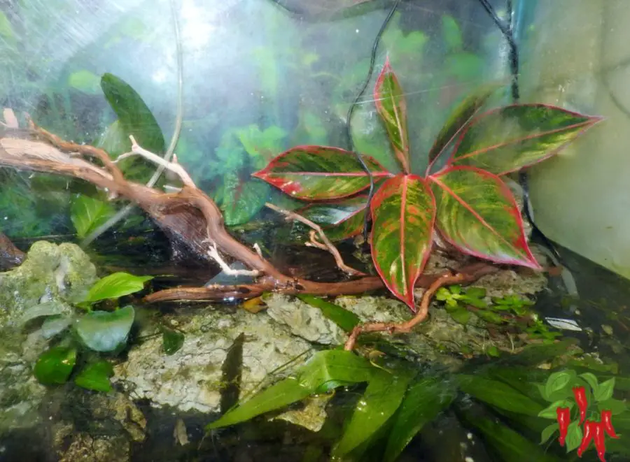 Red Chinese Evergreen in My New 90 Gallon Paludarium Startup