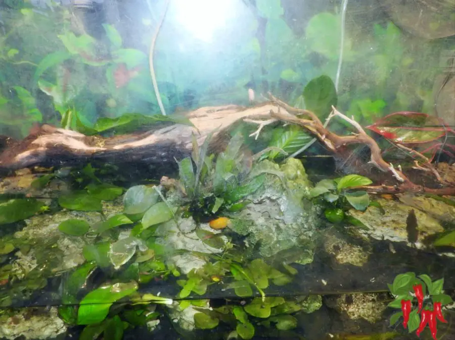 What Is a Paludarium?