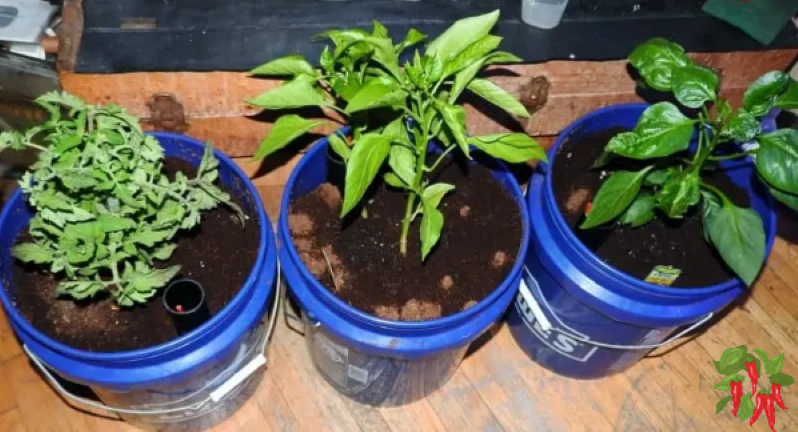 balcony farming in containers