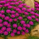 Delosperma cooperi Hardy Ice Plant