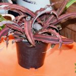 Earth Star Plant Care Complete Guide to Growing Cryptanthus