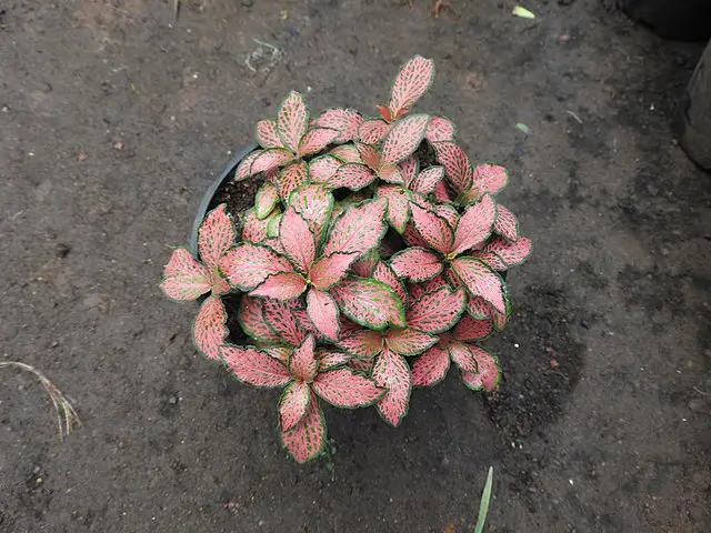 Fittonia 'Red Anne'
