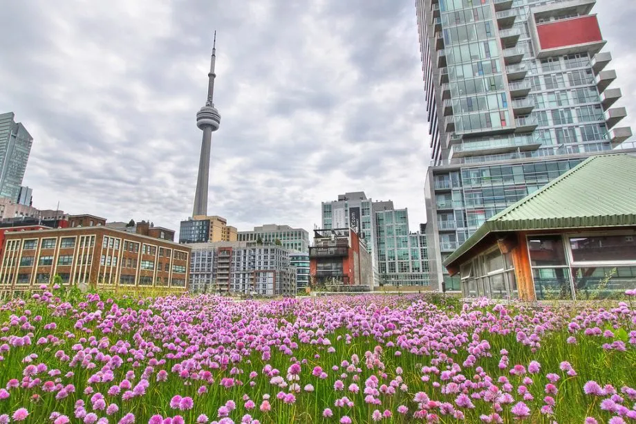 Pollinator-Friendly Rooftop Gardens