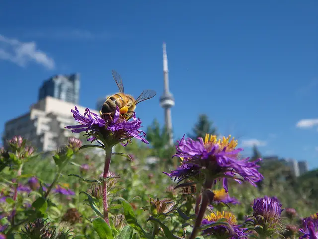 Honeybee on aster in Toronto