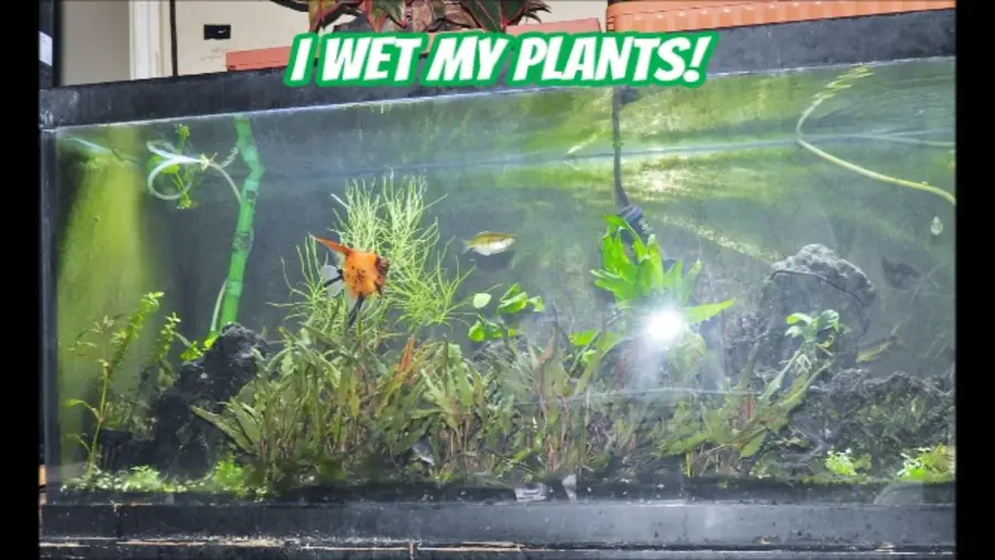 I Wet My Plants-75 Gallon Planted Tank