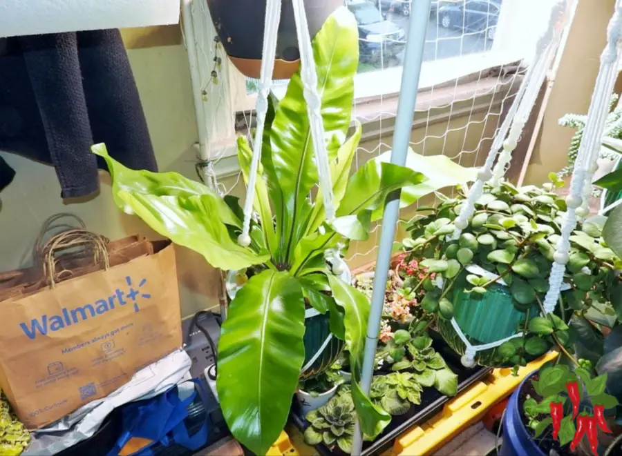 Japanese Bird's Nest Fern Care