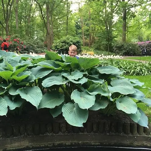 Jurassic Park Hosta